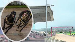 Lifford greyhound track records 14 greyhound deaths in eight months