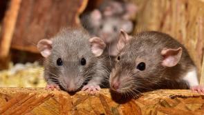 Chilling warning to Longford homeowners over 'climber' rats invading homes