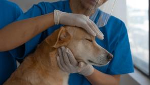 Laois veterinary small animal clinic seeks to build big premises