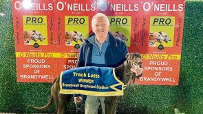 Derry Greyhounds: Marty was eager to succeed in Dan McCann heats