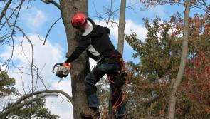 Call for tree planning guidelines in Laois housing estates