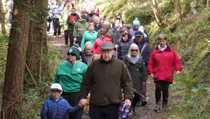 New picnic furniture sought for Electric Picnic town's woods