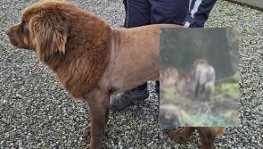 'Mystery solved' - Gardaí give update on reports of 'lion' spotted in Irish countryside