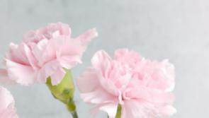 Bringing some Christmas colours to Longford with upcoming flower gala