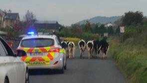 Concerns over potential 'hazard' of cow 'muck' on rural roads in Kilkenny