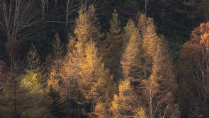 Longford farming news: New reconstitution scheme for private forest owners announced