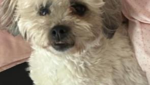 &lsquo;Absolutely heartbreaking&rsquo;: Kildare woman renews appeal and ups reward for missing dog