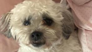 &lsquo;Absolutely heartbreaking&rsquo;: Kildare woman renews appeal and ups reward for missing dog