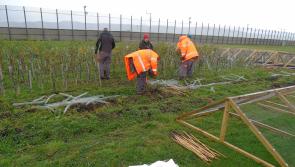County Derry prison social enterprise offers sustainable native trees supporting reform and conservation