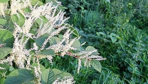 Japanese knotweed discovery sees costs balloon on Limerick Active Travel project