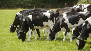Animal Health Ireland urges Donegal farmers to act fast on BVD eradication