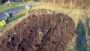 Have you seen these 'microforests' popping up in Kilkenny?