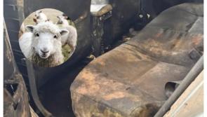 'Farmyard chic' - NCT testers took drastic action when this car arrived for test