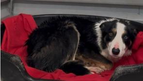 Outrage as starving dog found fighting to survive in Leitrim forest