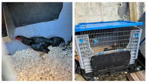 BREAKING: Second cockfighting discovery this week in Tipperary following multi-agency raid