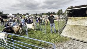 Sun shines as crowds flock to annual Limerick Show for farming and fashion