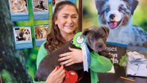 PICTURES: Finalists announced in Kilkenny 'Puppy of the Year' competition