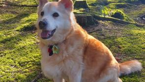 Have you seen Blondi? Dog missing in Kilkenny