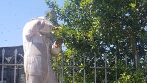 Garda feels the sting as beehive removed in Kilkenny City
