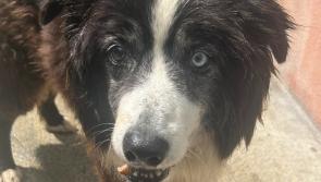 Rescue help sought for Clyde the elderly collie in Kilkenny