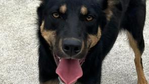 Dog found 'callously abandoned' in Kilkenny