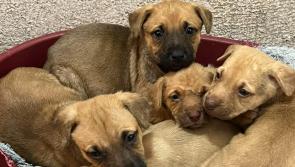 Dogs dumped in a box in rural Kilkenny 
