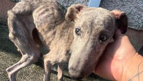 SHOCKING: Pup in appalling condition found in Kilkenny