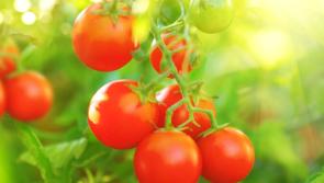 Growing Limerick social farm to host open day
