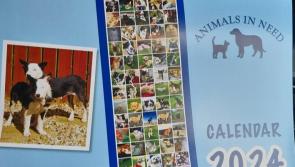 Avoid Halloween Horrors for your pets - Donegal Animals in Need 