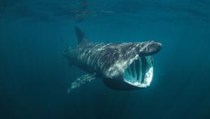 North Louth: Carlingford Lough basking sharks given protected status 