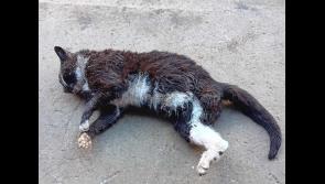 Family left devastated as much-loved pet mauled to death by hunting dogs