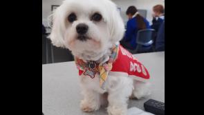 BIG READ: Meet Cali, the Wellbeing Dog, at the Presentation, Ballingarry