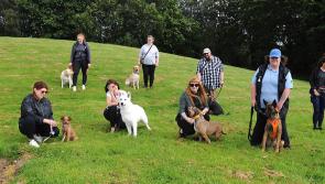 Puppy love as Irish Kennel Club comes to Dundalk