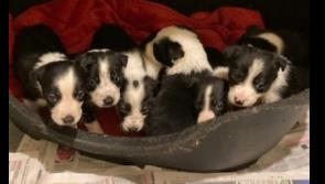 Collie Dogs still the most rescued breed in Donegal says Animals in Need 