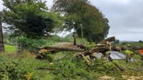 Trees fall following turbulent weather conditions in Kilkenny 