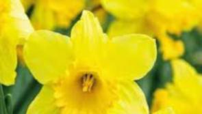 Daffodil Day in Roscrea