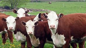 Two beef schemes now open to Kilkenny farmers