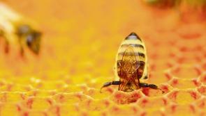Kildare politicians are the bee's knees as they make a beeline to protect species