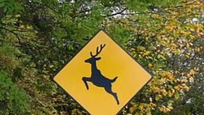 Three deer knocked down on section of Laois road in a single night