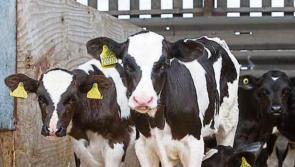 IFA Calf webinar moved to Wednesday