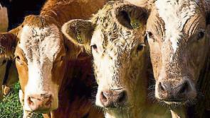 Quality product selling well at Kilkenny Mart