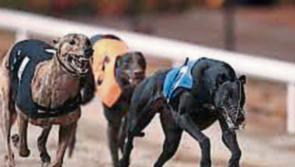 Ballymac Marino is favourite for the BoyleSports Champion Stakes 