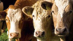 Longford Leader Farming: Higher payment rates must be available to all farmers