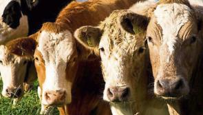Tipperary TD  'extremely disappointed' at EU Nitrates Derogation decision 