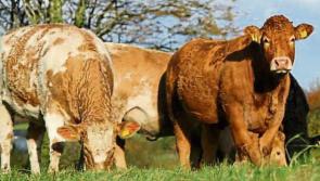 Support local farmers this Christmas 
