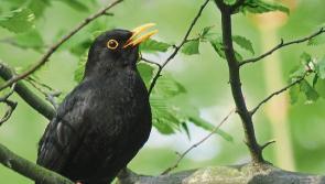€60k in funding announced for biodiversity projects in Louth