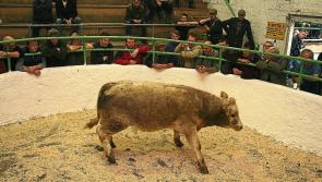 €1 million turnover barrier broken at Kilkenny Mart