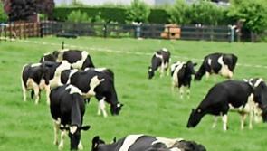 Marked reduction in price of Friesian bullocks at Kilkenny Mart