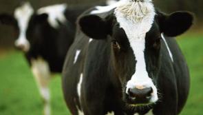 Longford Leader Farming: CAP Strategic Plan information sessions planned for March