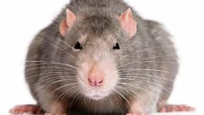 Tipperary councillor's concerns over vermin in two houses